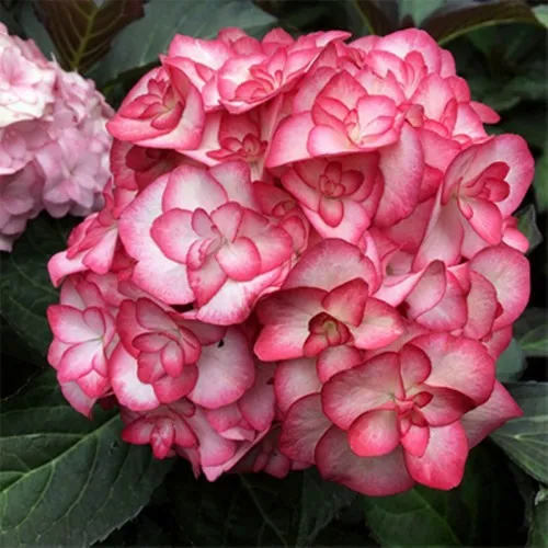 Гортензия Ю ЭНД МИ МИСС САОРИ крупнолистная  Гортензия Ю ЭНД МИ МИСС САОРИ крупнолистная в Москве