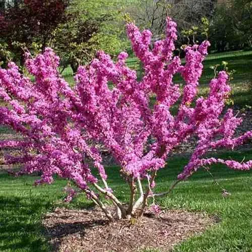 ЦЕРЦИС канадский   ЦЕРЦИС канадский  в Москве