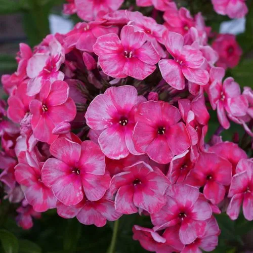 Флокс СТАРС ЭНД СТРАЙПС метельчатый  Флокс СТАРС ЭНД СТРАЙПС метельчатый в Москве