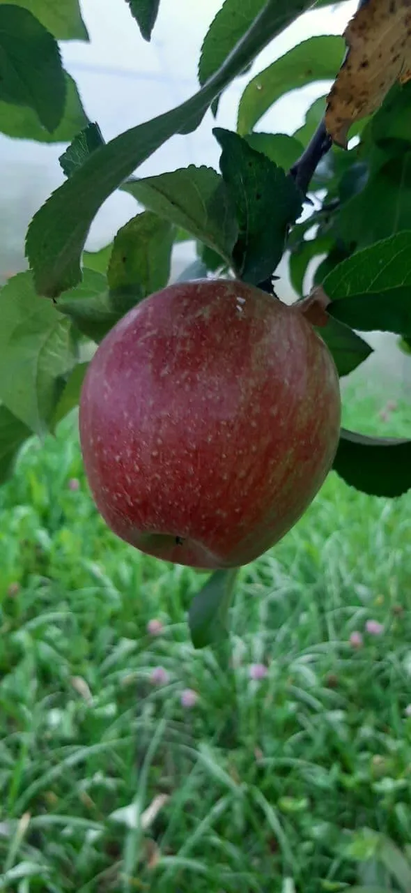 Слива Слива