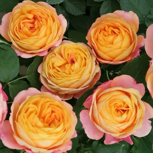 Саженцы роз БЕБИ РОМАНТИКА миниатюрная в Москве