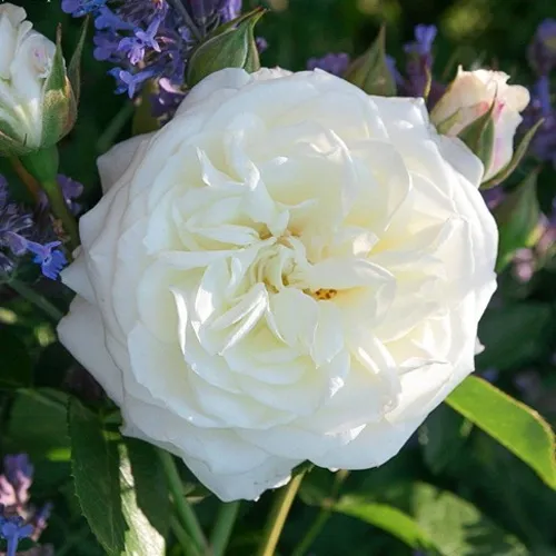 Саженцы роз АЛАБАСТЕР флорибунда  Саженцы роз АЛАБАСТЕР флорибунда в Москве