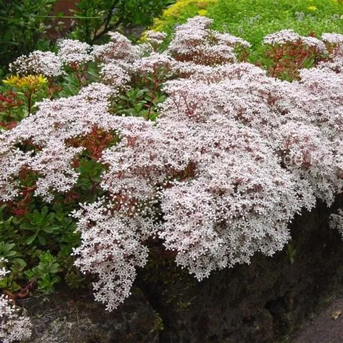 Очиток (седум) МУРАЛЕ белый  Очиток (седум) МУРАЛЕ белый в Москве