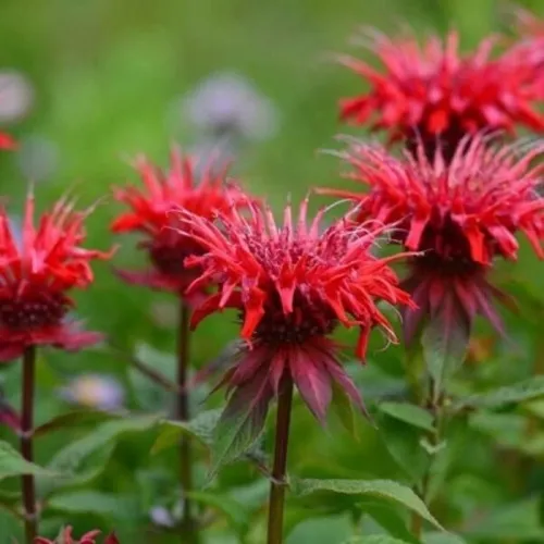 Монарда ПАНОРАМА РЕД  Монарда ПАНОРАМА РЕД в Москве