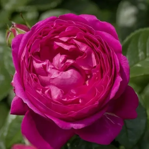 Саженцы роз АНУШКА чайно-гибридная  Саженцы роз АНУШКА чайно-гибридная в Москве