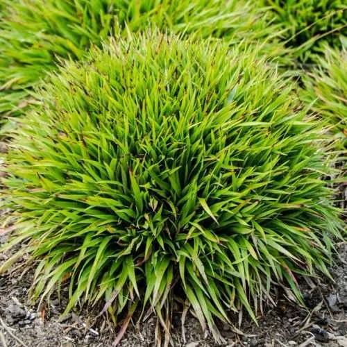 саженцы ожики саженцы ожики