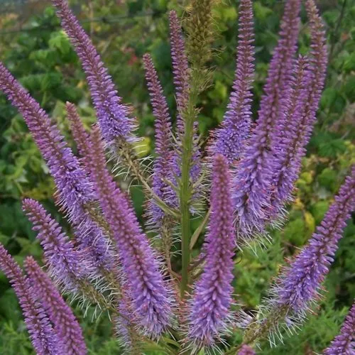 Вероникаструм ФАСЦИНЕЙШН  Вероникаструм ФАСЦИНЕЙШН в Москве