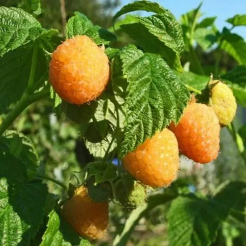 Саженцы малины ремонтантной Поранна роса Саженцы малины ремонтантной Поранна роса