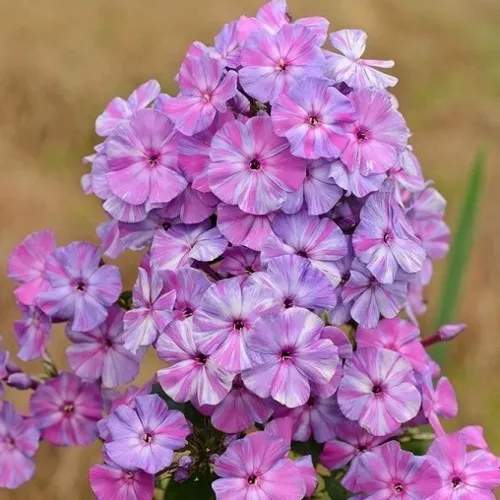 Флокс ОТЕМ ДЖОЙ метельчатый  Флокс ОТЕМ ДЖОЙ метельчатый в Москве