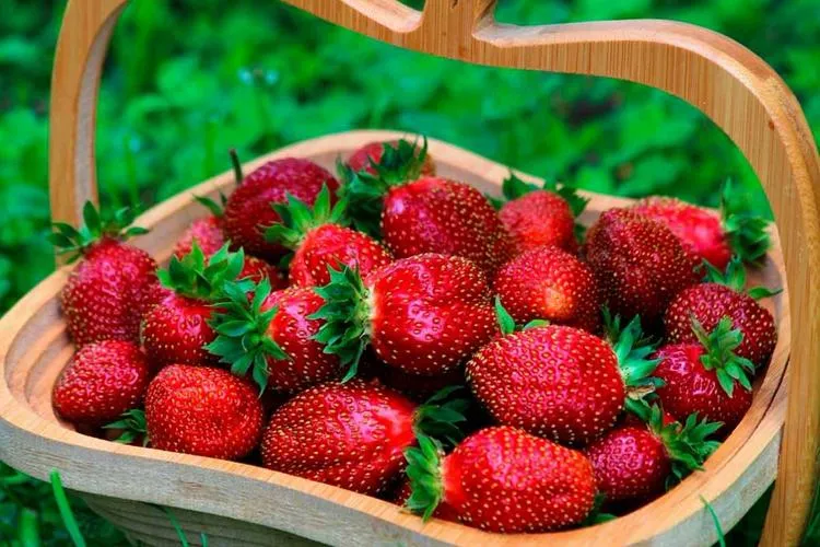 Удивительные новинки клубники: пополнение ассортимента сортов Удивительные новинки клубники: пополнение ассортимента сортов