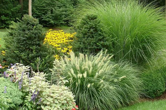 Новое обновление ассортимента саженцев злаковых растений для ландшафтного дизайна Новое обновление ассортимента саженцев злаковых растений для ландшафтного дизайна