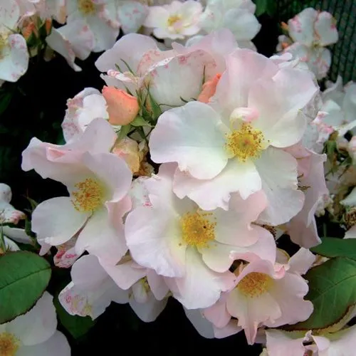 Саженцы роз САЛЛИ ХОЛМС мускусная в Москве