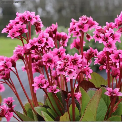 саженцы бадана саженцы бадана