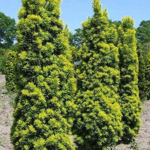 Тис ДАВИД ягодный в Москве