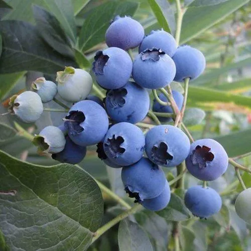 Голубика ЛЕГАЦИЯ  Голубика ЛЕГАЦИЯ в Москве