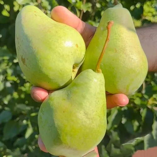 саженцы груши