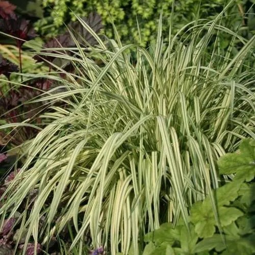 саженцы молинии саженцы молинии