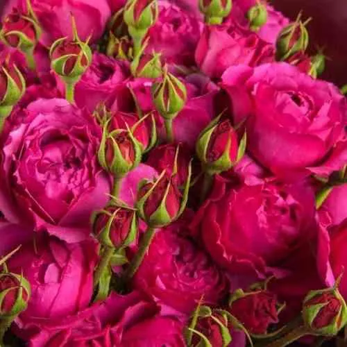 Саженцы роз ФРУТТИ БАБЛС спрей в Москве