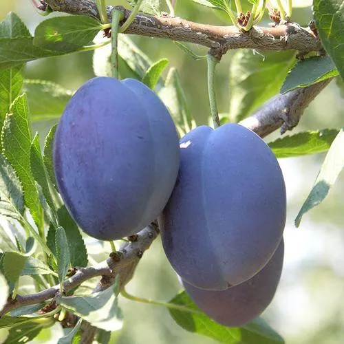 Слива СТЭНЛИ  Слива СТЭНЛИ в Москве