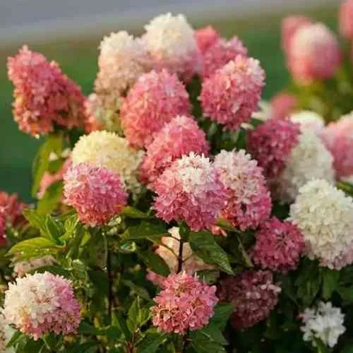 Гортензия ТАЧ ОФ ПИНК метельчатая  Гортензия ТАЧ ОФ ПИНК метельчатая в Москве