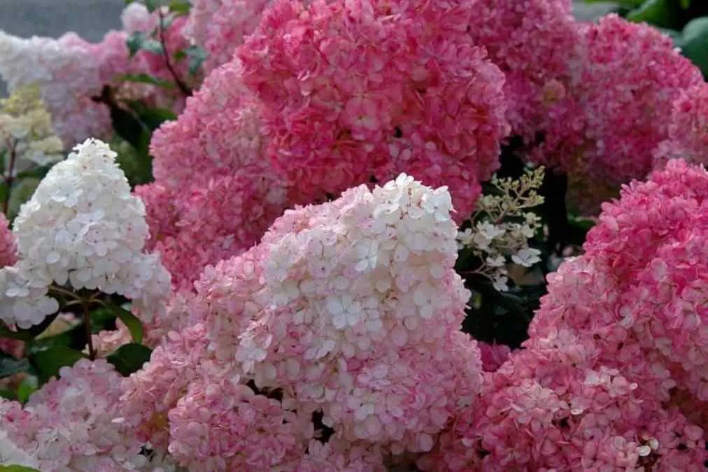 Расширен ассортимент гортензий Расширен ассортимент гортензий