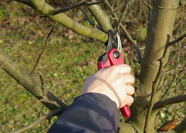 Как правильно обрезать саженцы?  Как правильно обрезать саженцы?