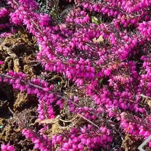 ЭРИКА "АЛЬПИЙСКИЙ ВЕРЕСК" (зимующая) сорт АТРОРУБРА  ЭРИКА "АЛЬПИЙСКИЙ ВЕРЕСК" (зимующая) сорт АТРОРУБРА в Москве