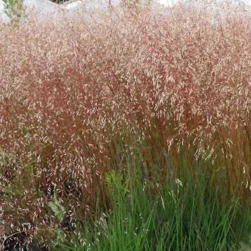 Щучка извилистая  Щучка извилистая в Москве