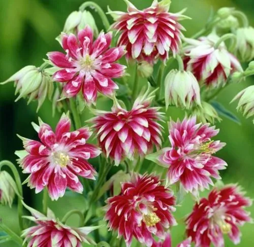 Аквилегия БАРЛОУ НОРА гибрид МакКаны в Москве