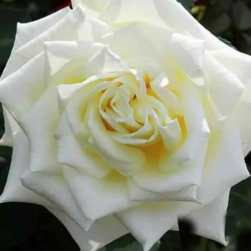 Саженцы роз МАЧО чайно-гибридная в Москве