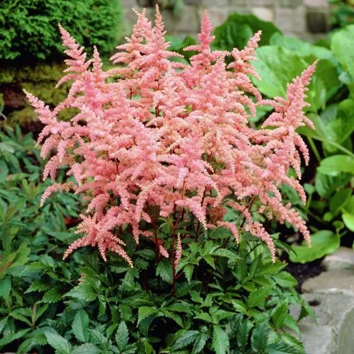 Астильба БРЕССИНГЕМ БЬЮТИ Арендса в Москве