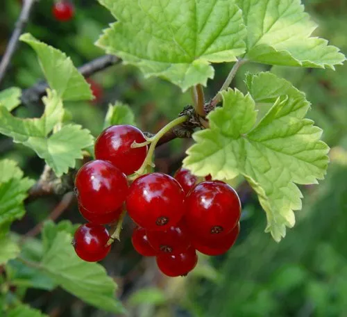 Смородина альпийская ШМИДТ  Смородина альпийская ШМИДТ в Москве