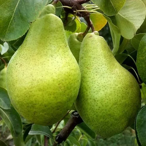 Груша НОЯБРЬСКАЯ ЗИМНЯЯ  Груша НОЯБРЬСКАЯ ЗИМНЯЯ в Москве