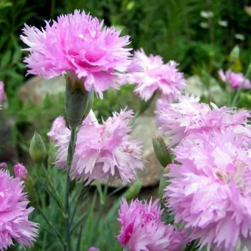 саженцы гвоздики саженцы гвоздики