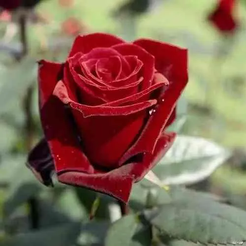 Саженцы роз ТАБУ чайно-гибридная в Москве