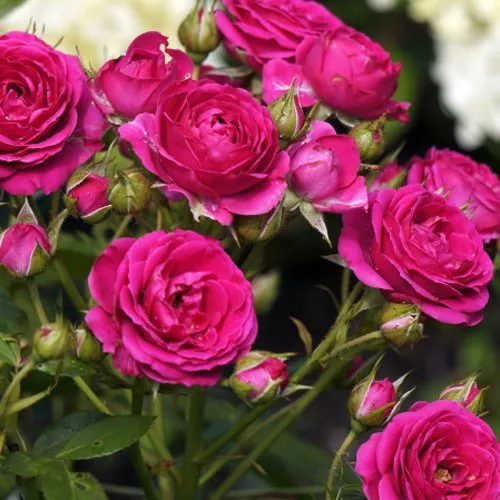 Саженцы роз БЕБИ КРИМСОН миниатюрная в Москве