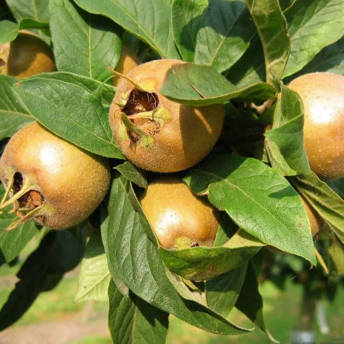 ЧТО ЗА ФРУКТ – МУШМУЛА                              