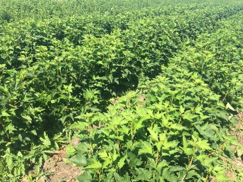 Почему у нас лучший посадочный материал в Беларуси Почему у нас лучший посадочный материал в Беларуси