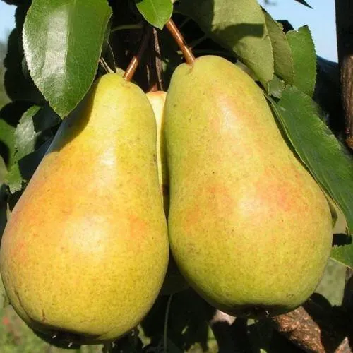 Груша ЧИЖОВСКАЯ в Москве