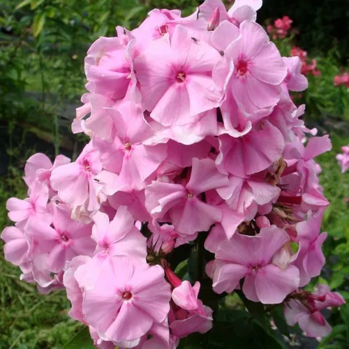 Флокс ЗЕНОБИЯ метельчатый  Флокс ЗЕНОБИЯ метельчатый в Москве