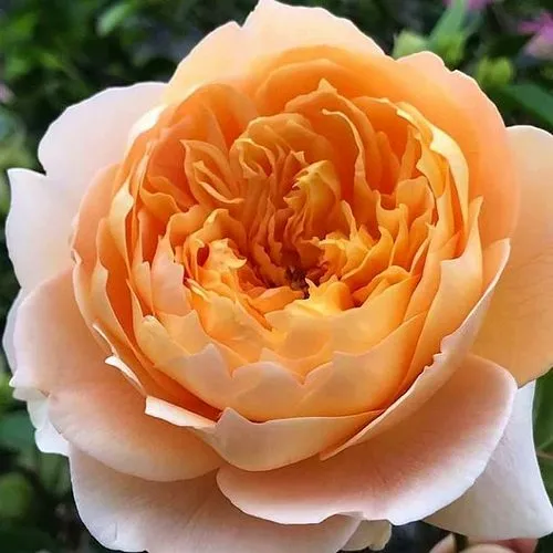 Саженцы роз ЭФФИ чайно-гибридная  Саженцы роз ЭФФИ чайно-гибридная в Москве