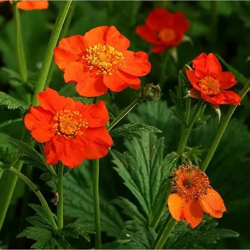 Гравилат БОРИСА  Гравилат БОРИСА в Москве