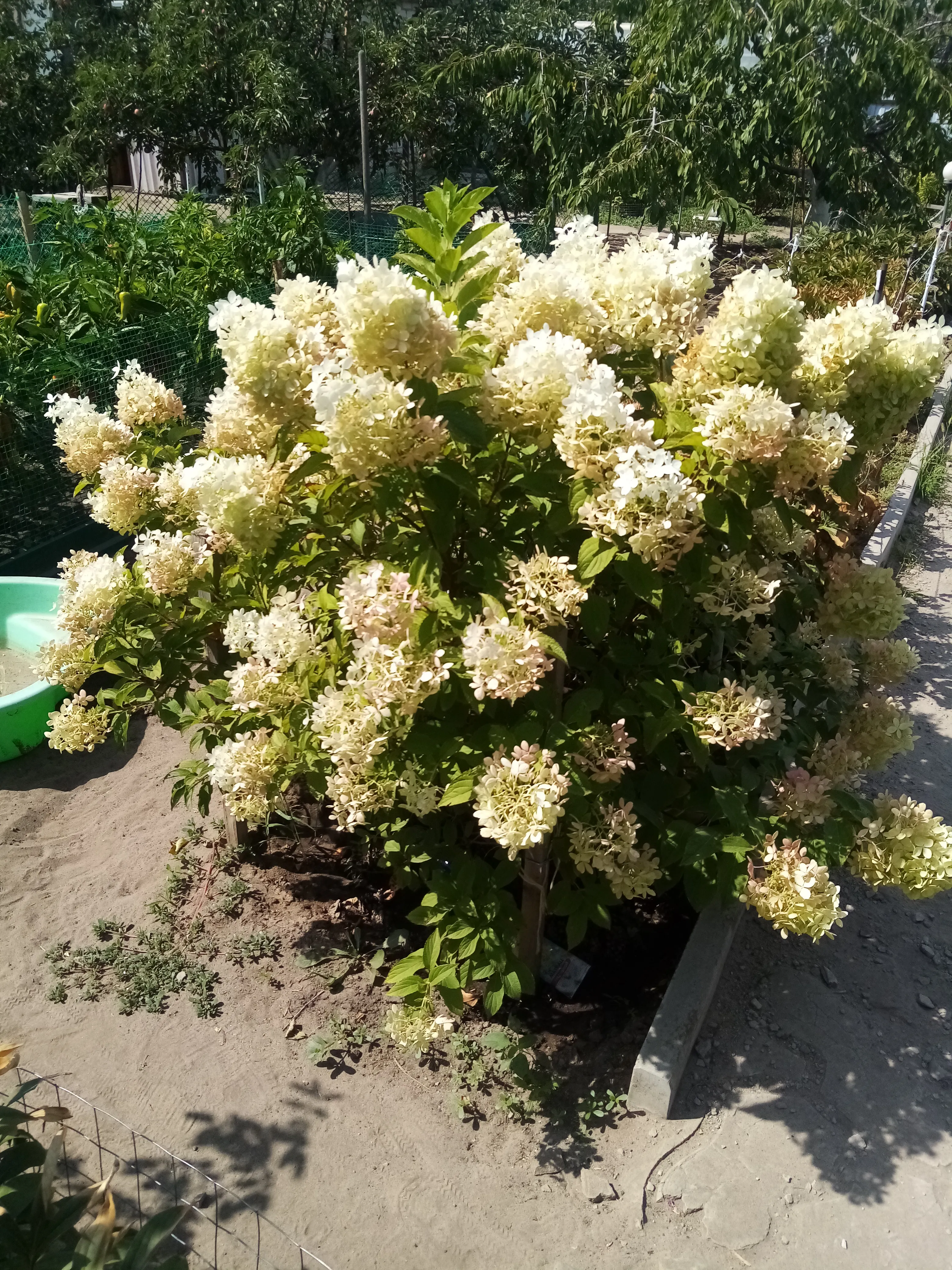 Светлана Светлана