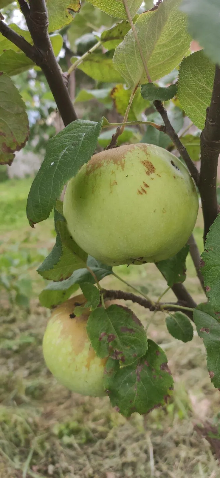 Яблоня Яблоня