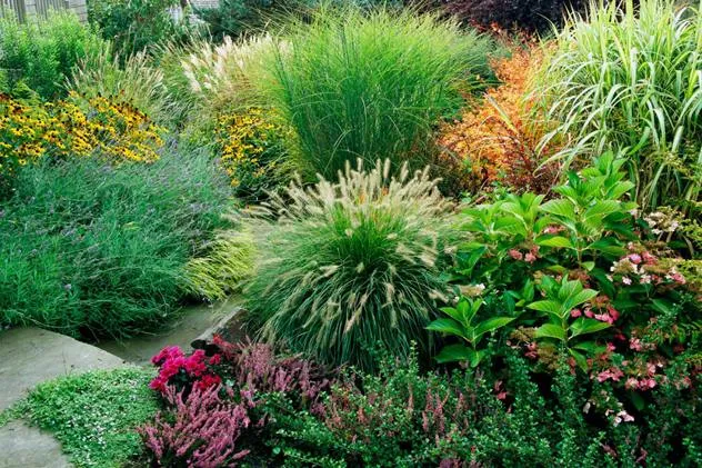 Обновление ассортимента саженцев многолетних трав на осень 2025 года Обновление ассортимента саженцев многолетних трав на осень 2025 года