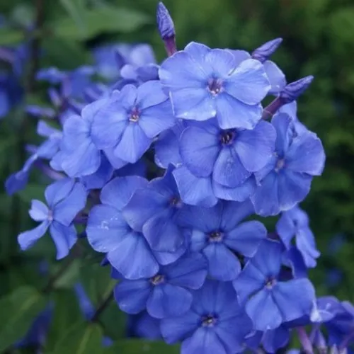 саженцы флокса саженцы флокса