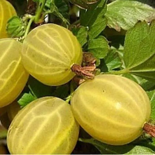 Крыжовник ЯРОВОЙ в Москве