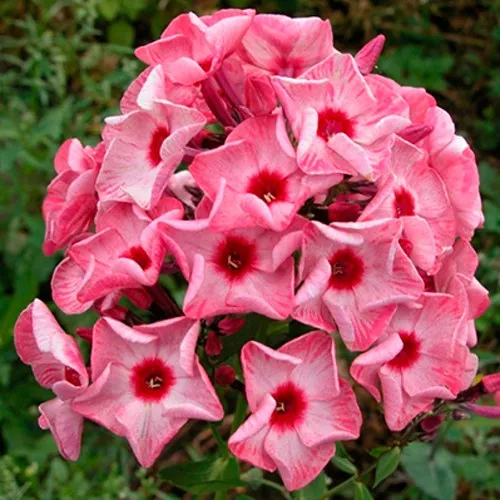 саженцы флокса саженцы флокса