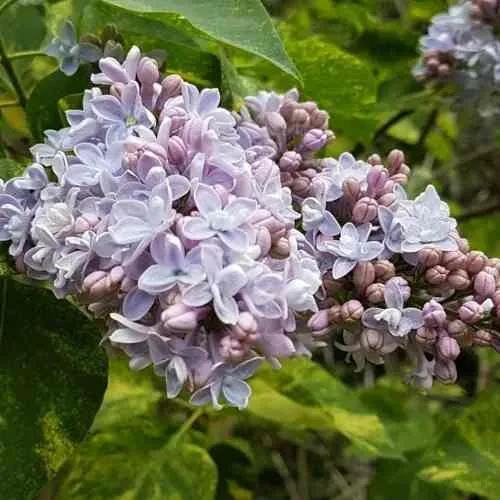 Сирень АУКУБАФОЛИЯ  Сирень АУКУБАФОЛИЯ в Москве