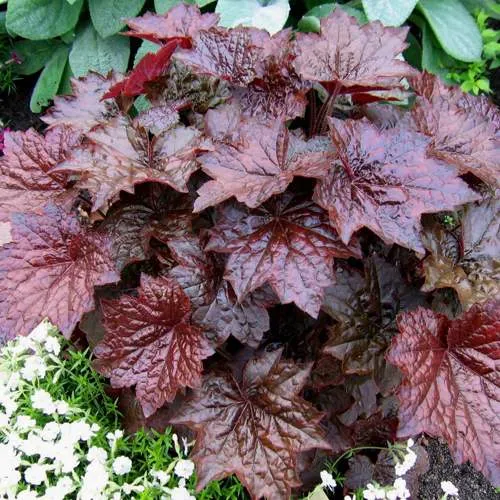 Гейхера ПАЛАС ПУРПЛ  Гейхера ПАЛАС ПУРПЛ в Москве